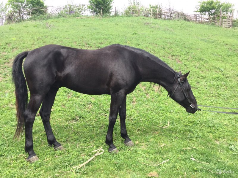 Карачаевские жеребята