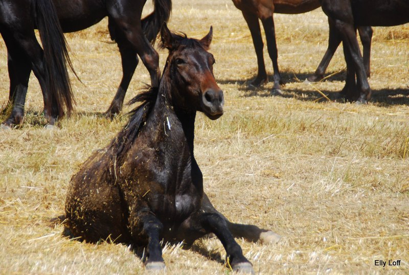 Кавалерийская лошадь черная