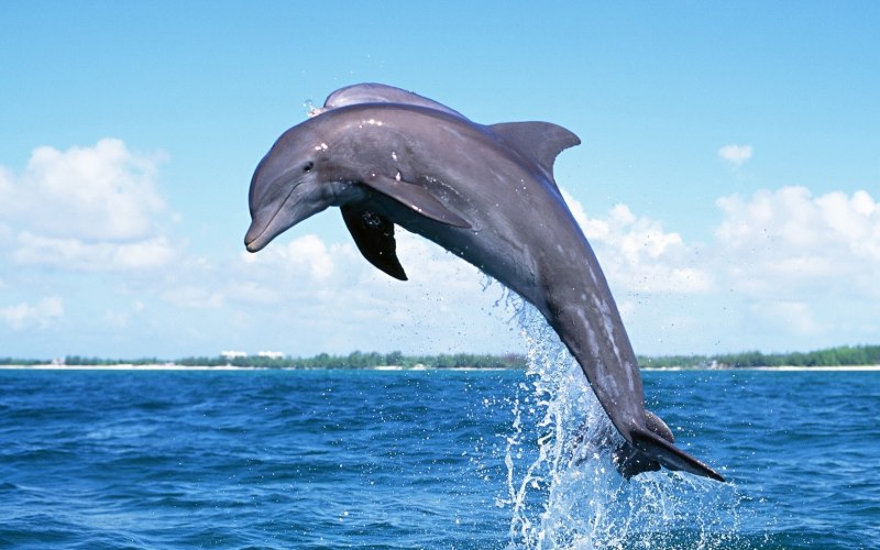 Дельфин Афалина Черноморская