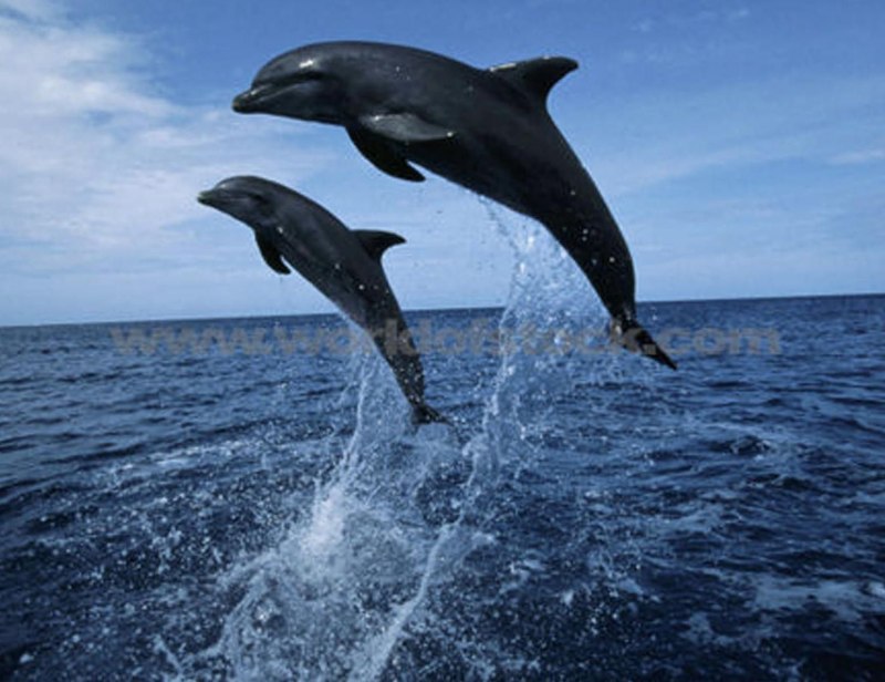 Черноморская Афалина