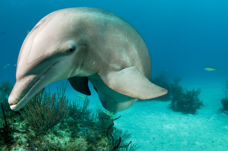Фото дельфина Афалина в черном море