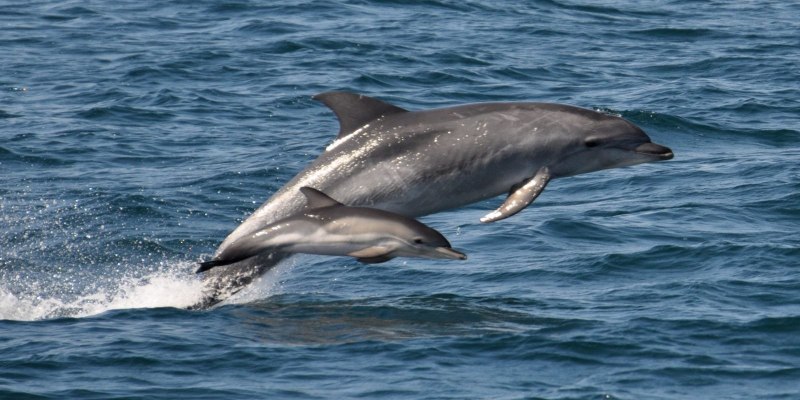 Черноморская Афалина