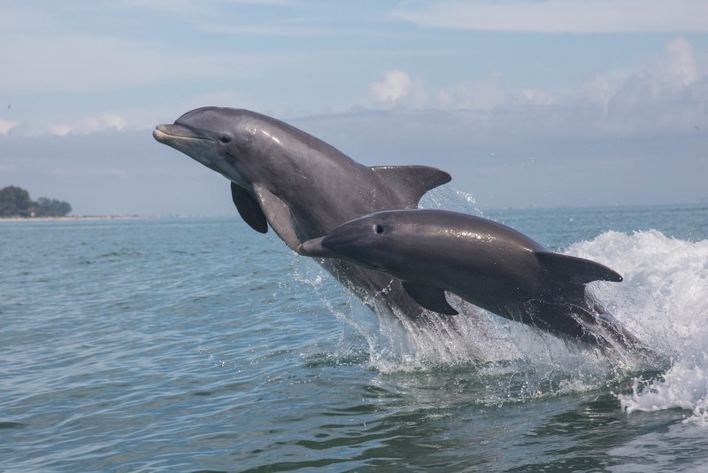 Дельфины афалины черного моря