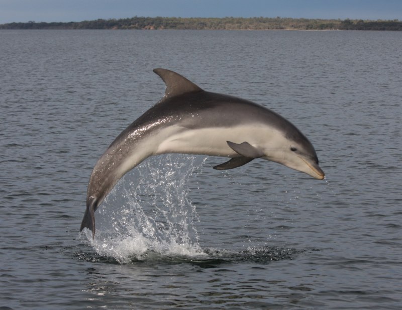Афалина (Tursiops truncatus)