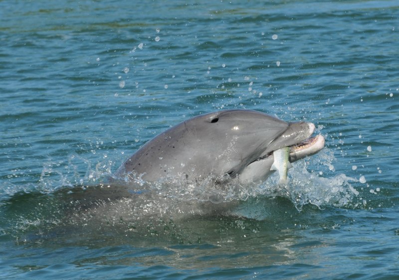 Дельфин Афалина в черном море