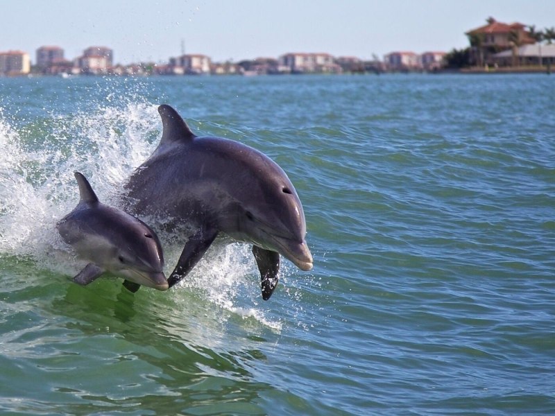 Дельфин Афалина Черноморская