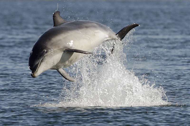 Дельфины афалины