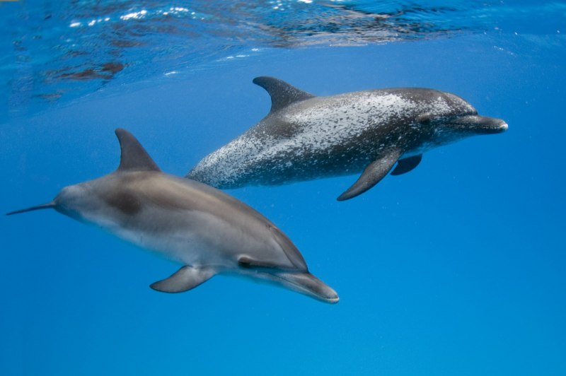 Черноморская Афалина