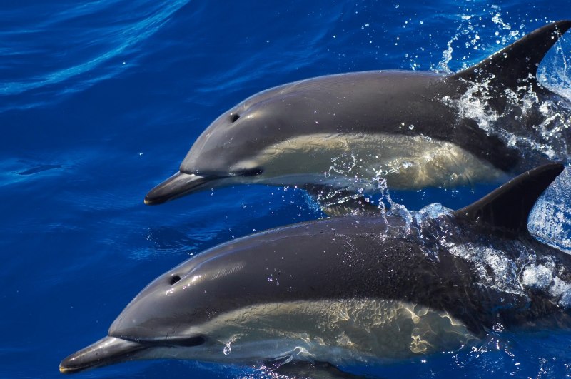 Дельфин Афалина Крым