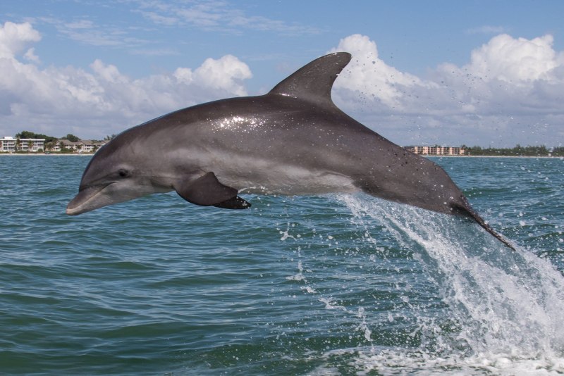 Маленькие дельфинчики