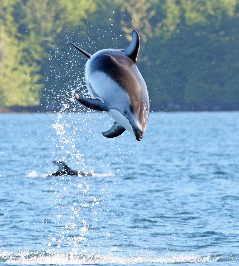 Дельфин Афалина в черном море