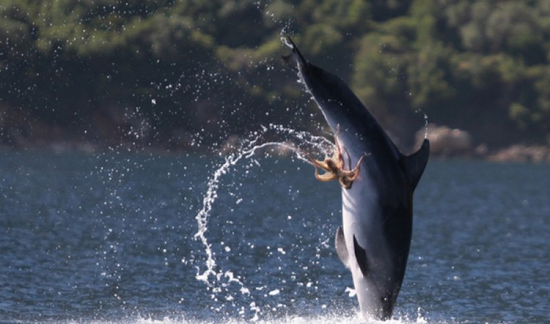 Плавники у Афалина