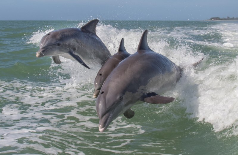 Дельфин в море