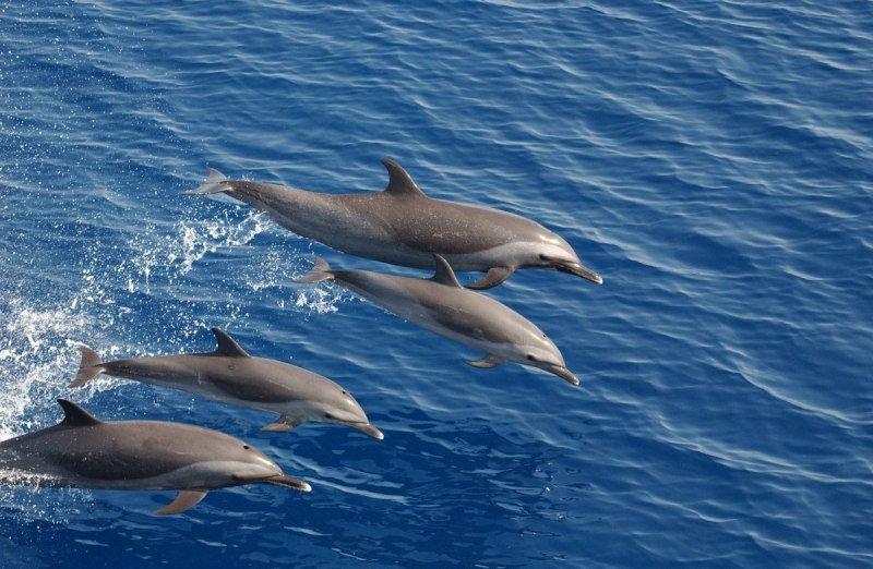 Афалины ареал