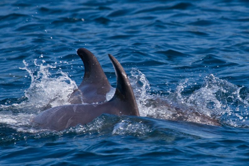 Дельфин Афалина Черноморская