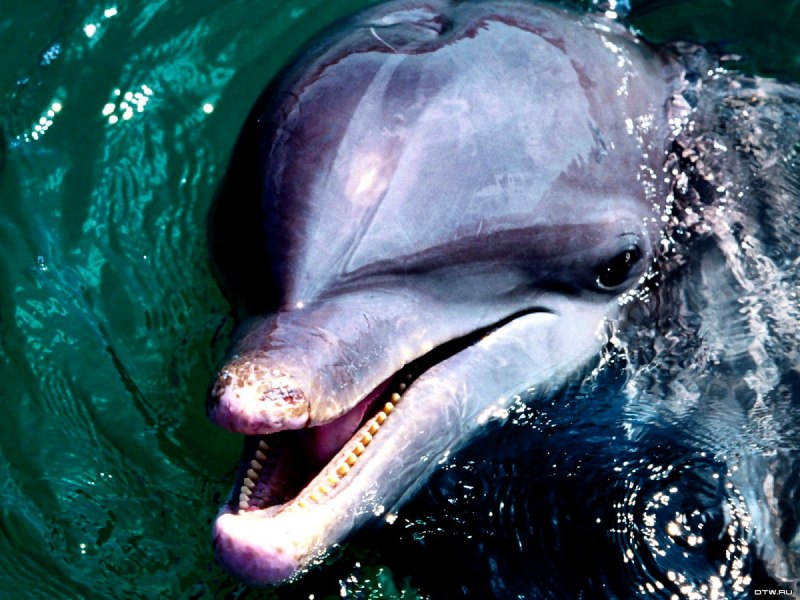 Океанический Дельфин