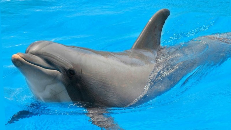 Анапа дельфины Афалина