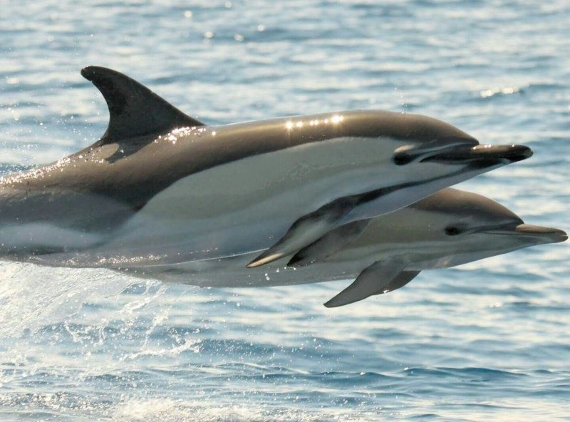 Бутылконосый Дельфин