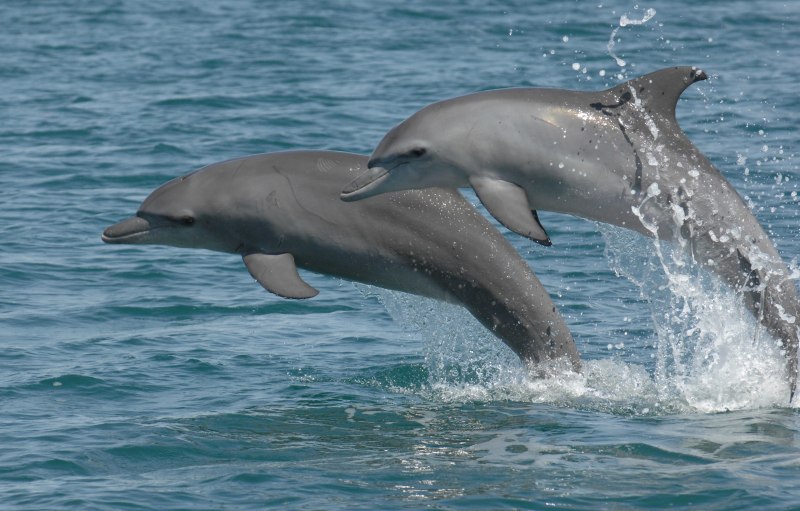 Длинноклювый Дельфин