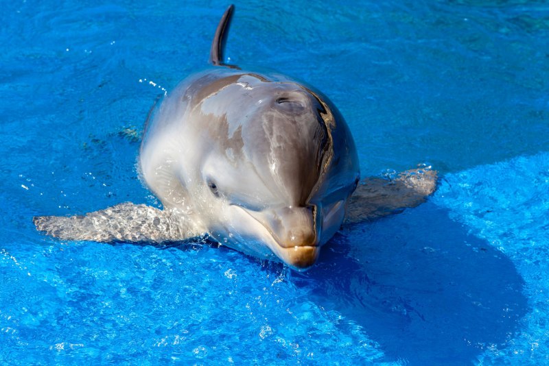 Дельфин Афалина среда обитания