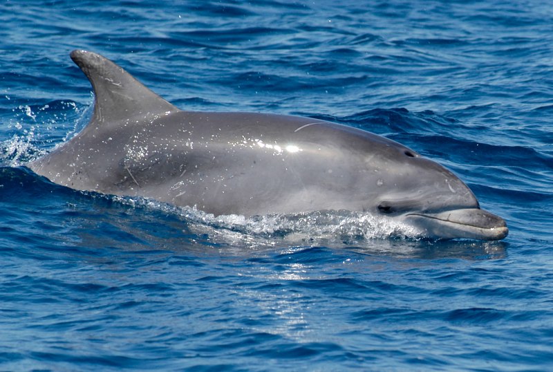 Дельфиний риф 2