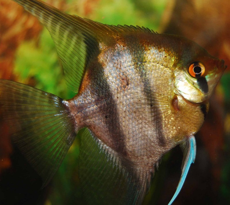 Скалярия Золотая Жемчужина