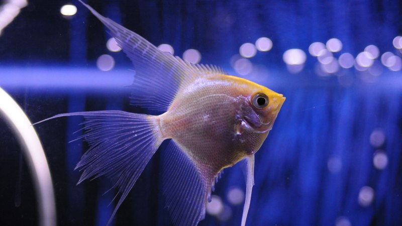 Скалярия Зебра