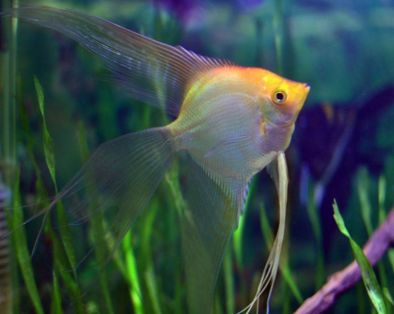 Гексамитоз у скалярии