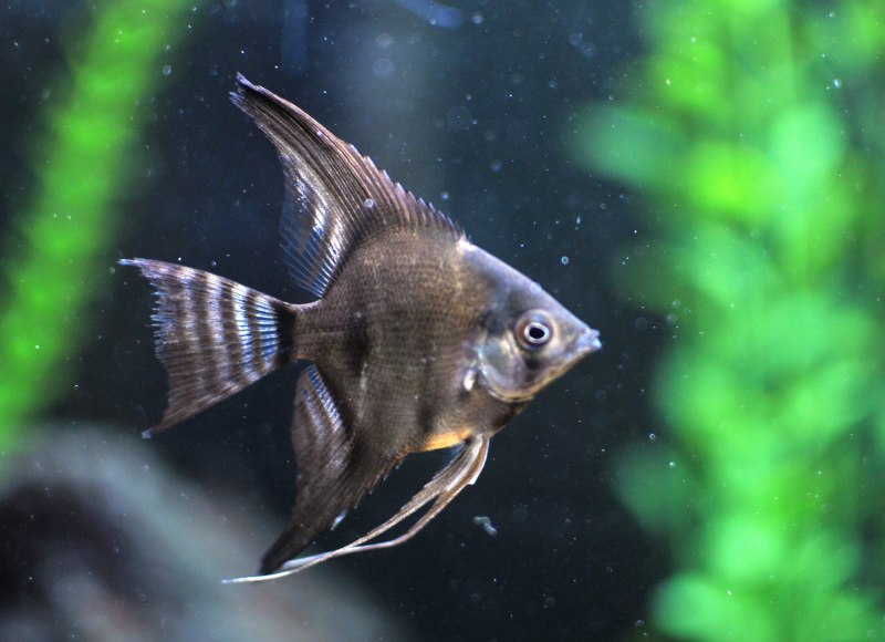 Скалярий рыба