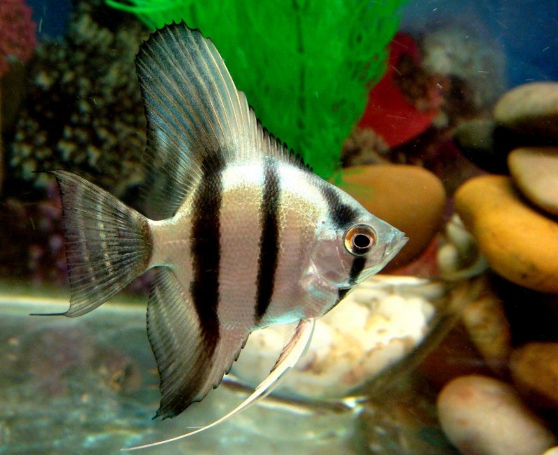 Скалярия Альтум?вуаль