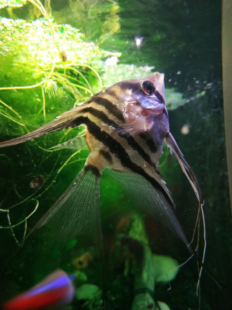 Скалярия ассорти