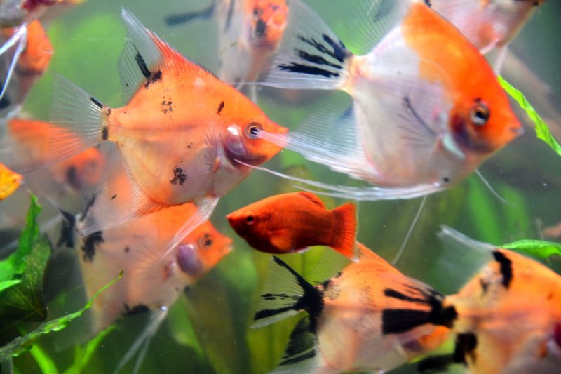 Альтум Рио Габриэль