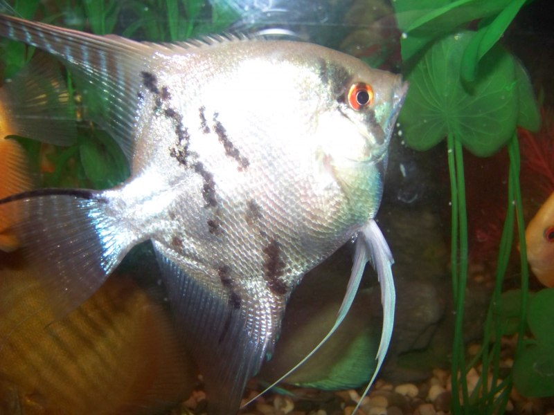 Гурами и скалярии