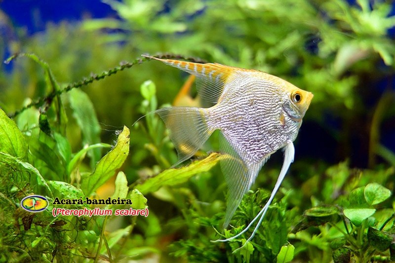 Скалярия зеленая мраморная