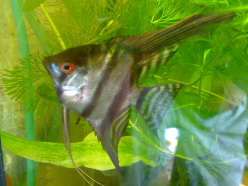 Скалярии и Барбусы