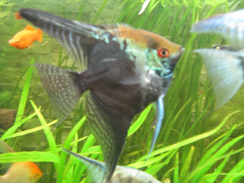 Скалярия аквариумная нерест