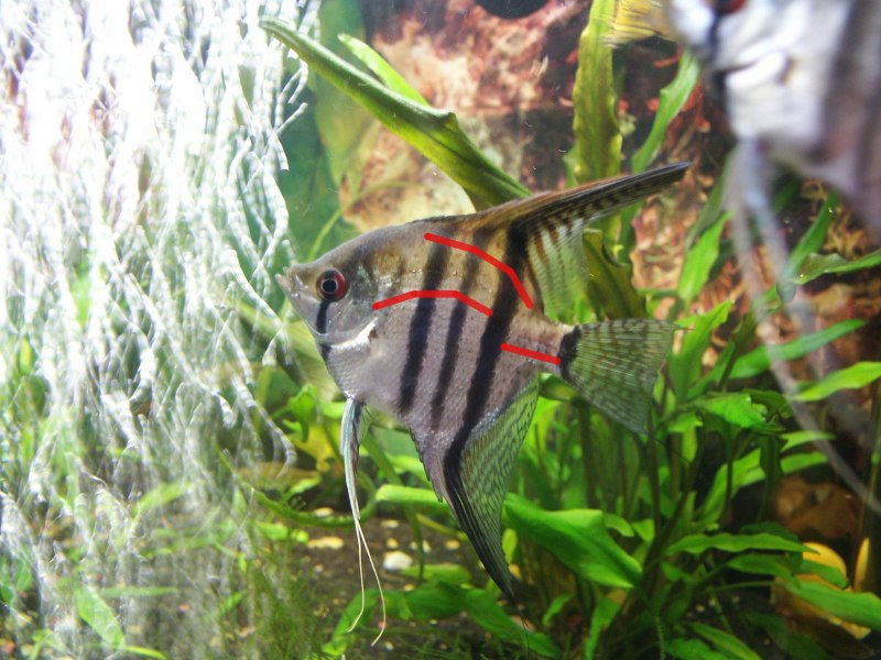 Скалярия Панда