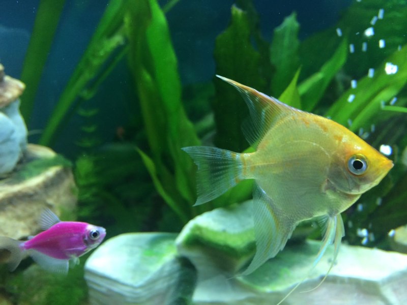 Скалярии и меченосцы