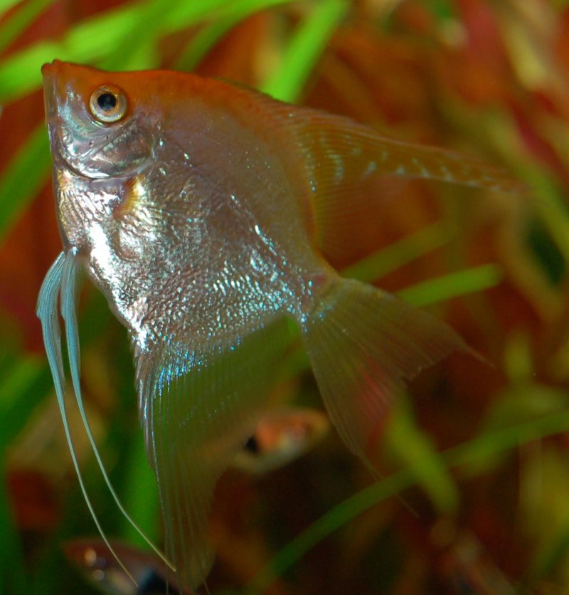 Скалярия черная