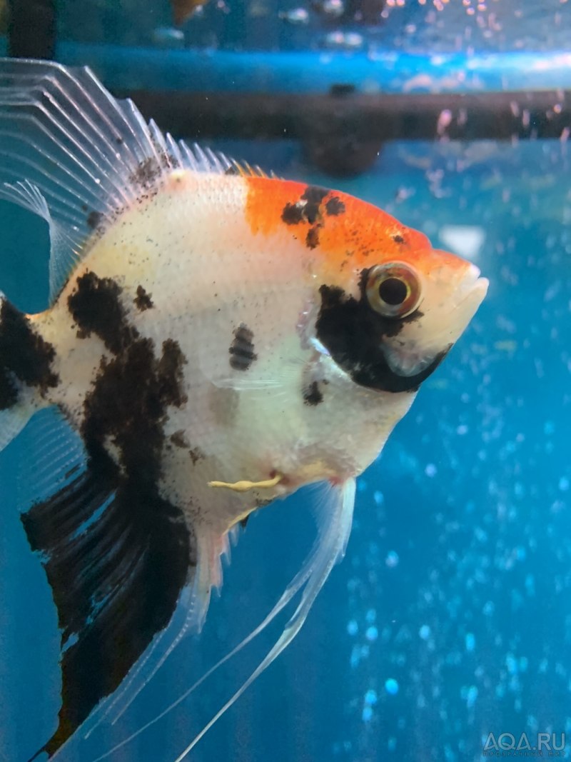 Скалярия Золотая