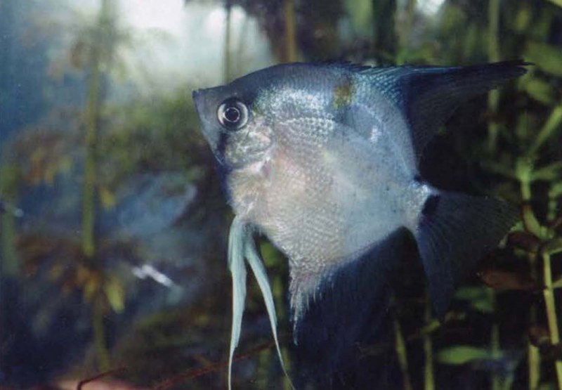 Скалярия и неоны