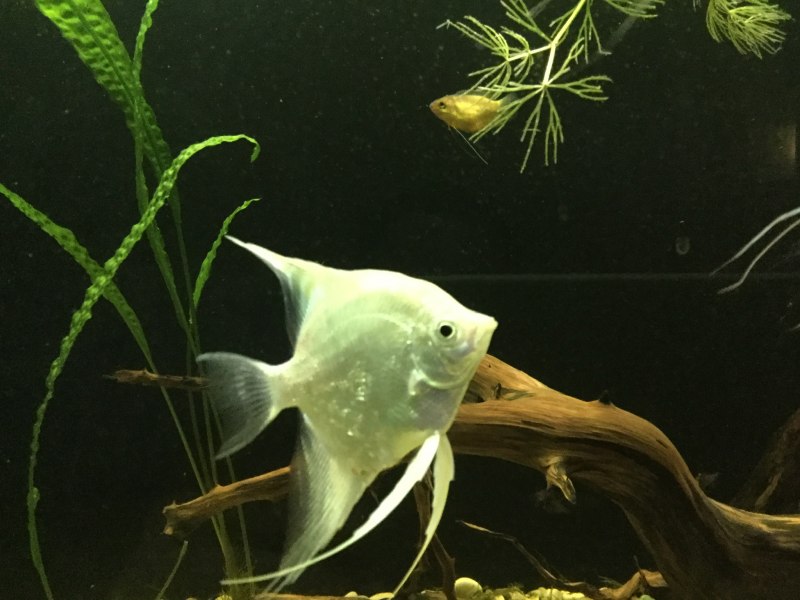 Скалярия рыбка голубая