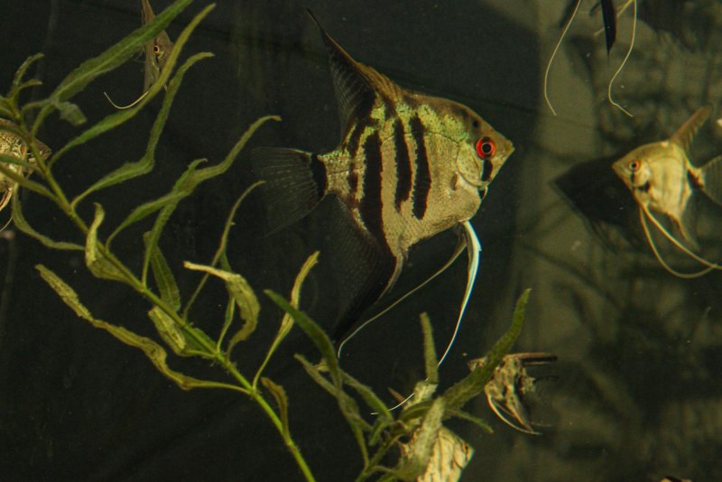 Чёрная Моллинезия и скалярии совместимость