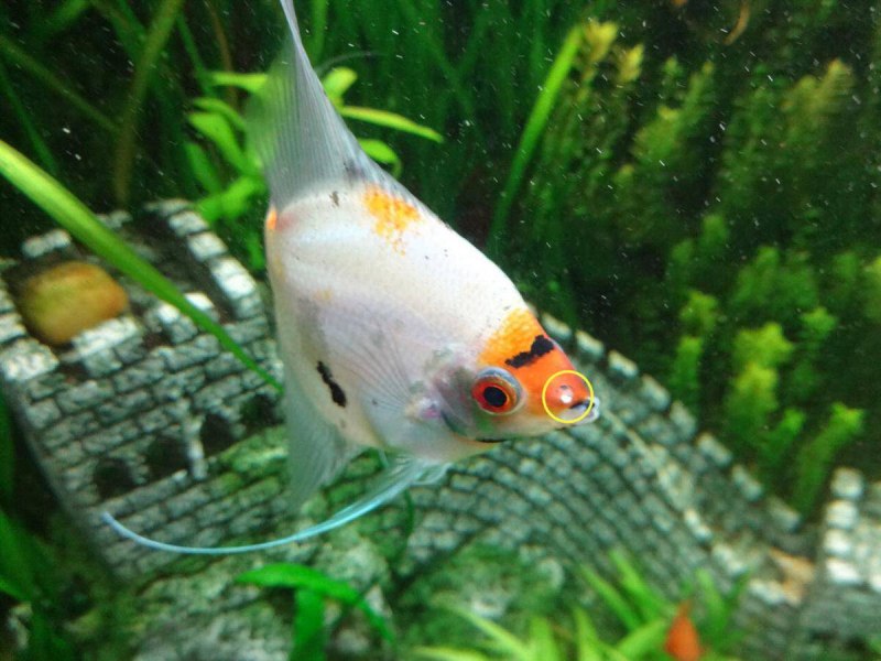Аквариумные рыбки беспокойные