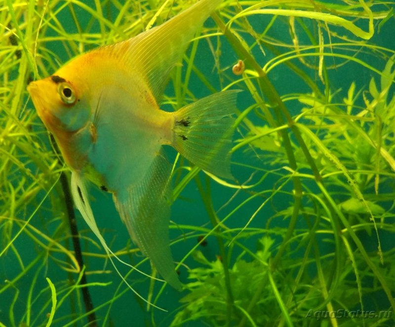 Скалярия мраморная вуалевая