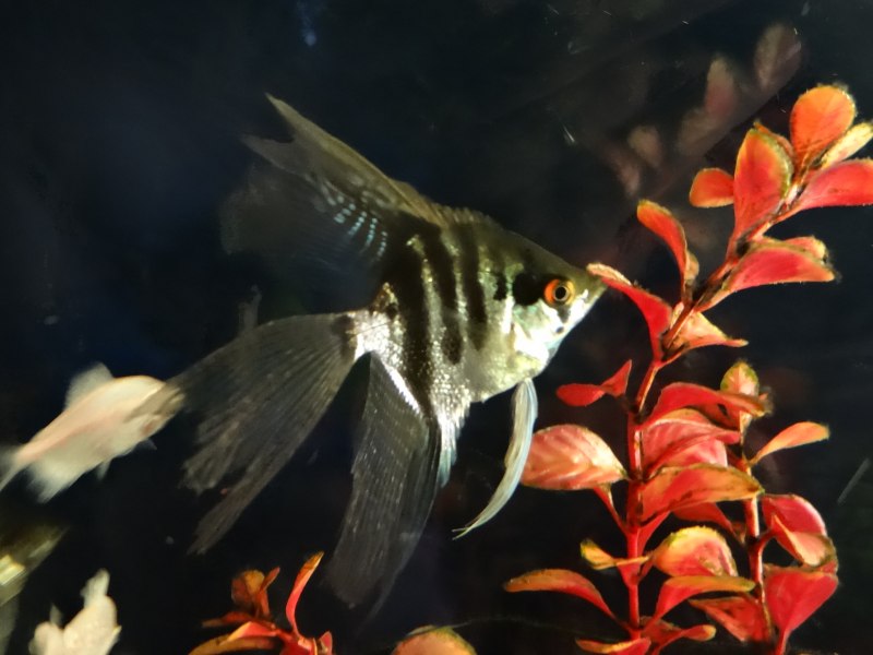 Скалярия Альтум