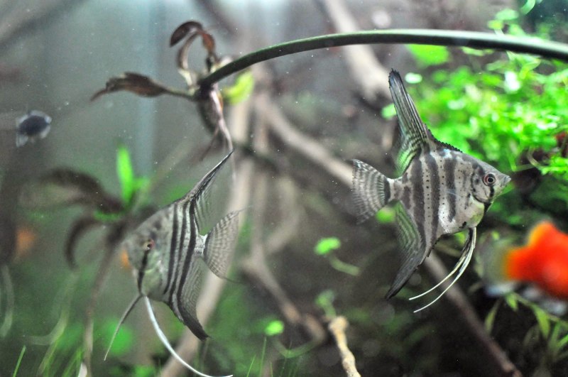 Марокканские скалярии