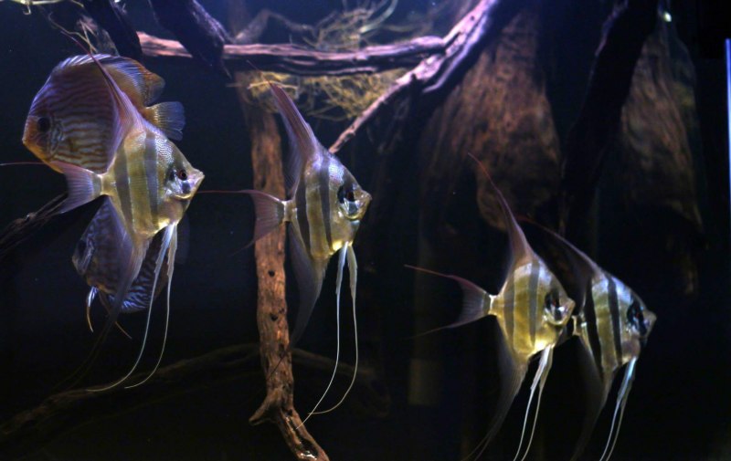 Скалярии болгарская