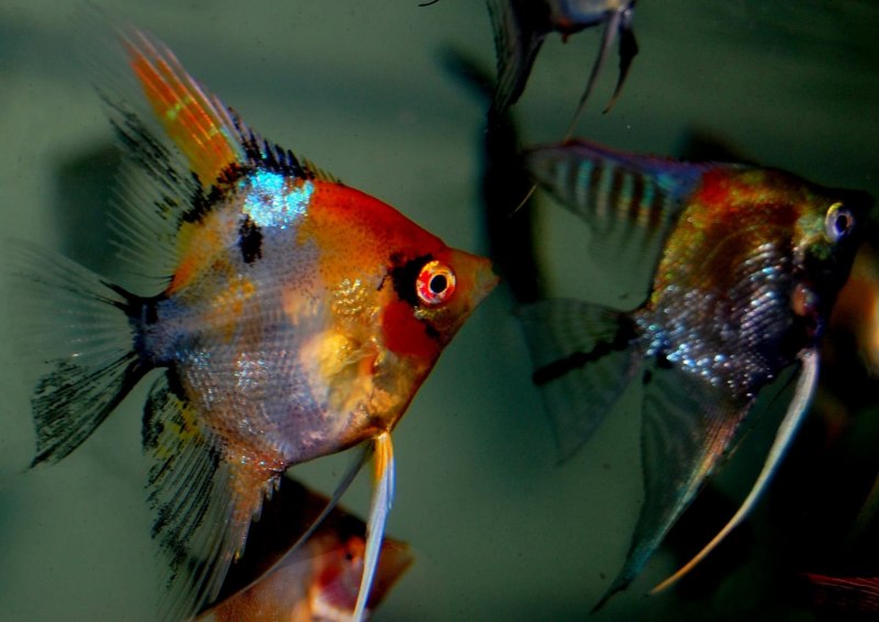 Скалярия окунеобразные