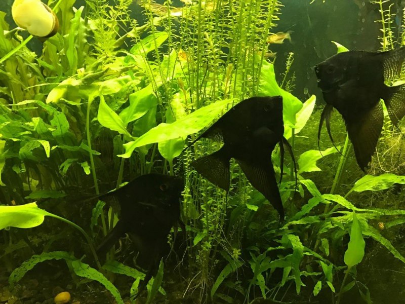 Пучеглазие у скалярий